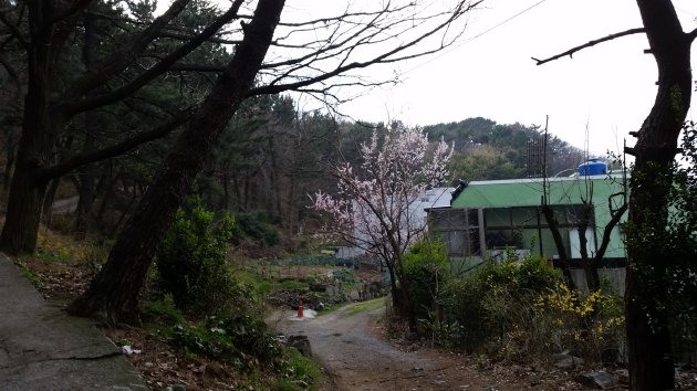 エデン公園に咲く桜